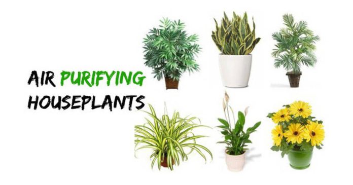 5 Perfect Plants For Cleansing Home Air