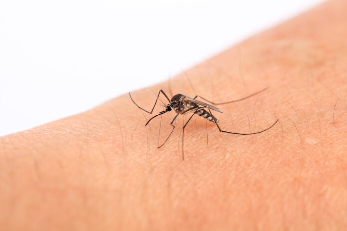 Tips You Can Quickly Get Rid of Itchy Mosquito Bites