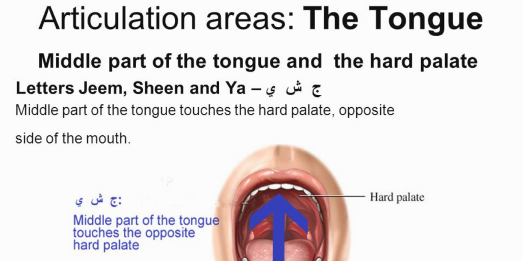 articulation points of arabic letters