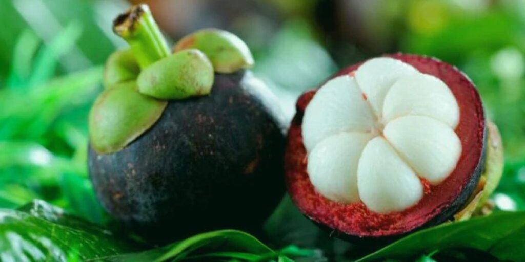 Mangosteen Fruit