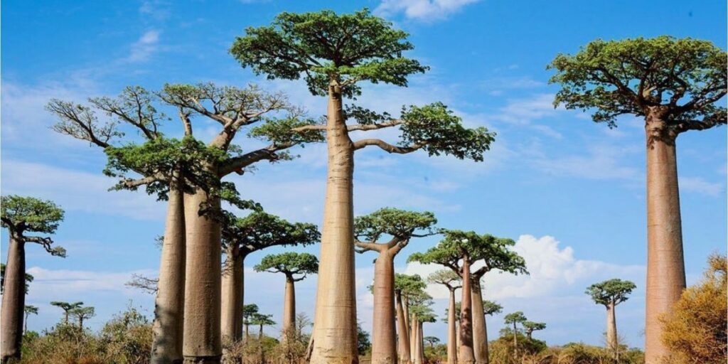 Baobab Trees (Adansonia):