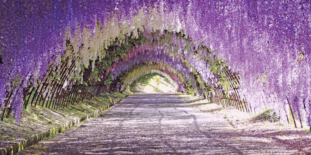 The Wisteria Tunnel Tree