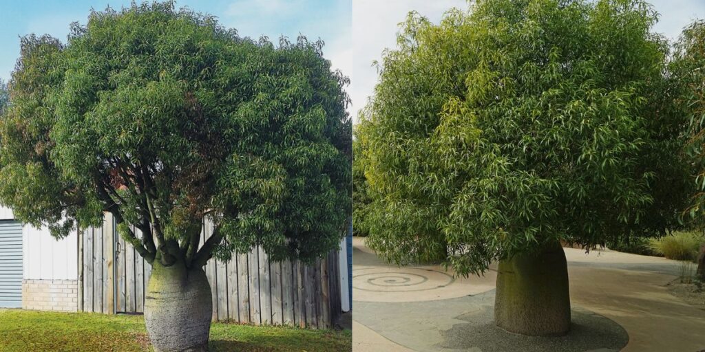 The Bottle Tree (Brachychiton rupestris)