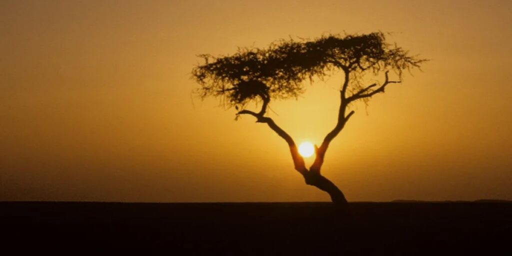 The Tree of Life (L'Arbre du Ténéré)