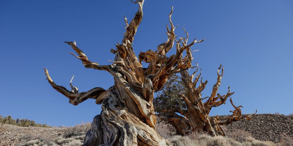 The Methuselah Tree