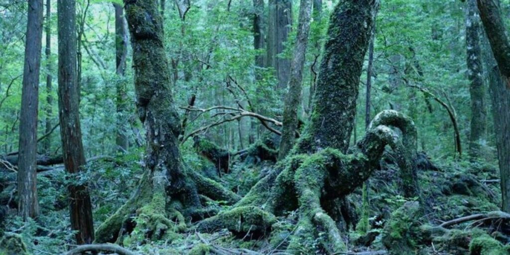 Aokigahara Forest