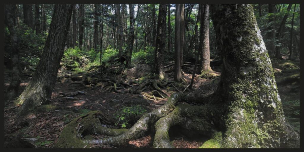 The Sea of Trees