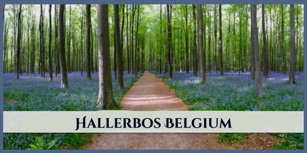 Hallerbos