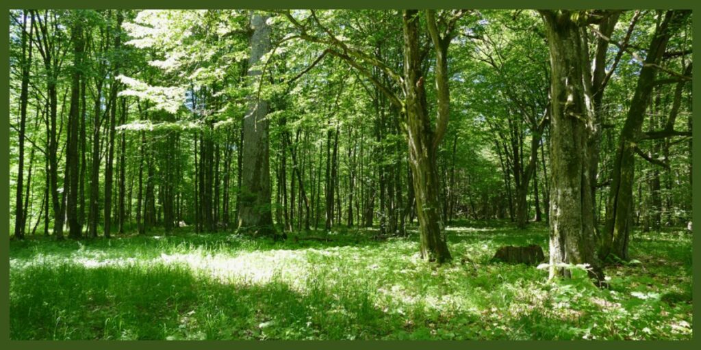 Białowieża Forest