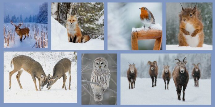 winter wildlife