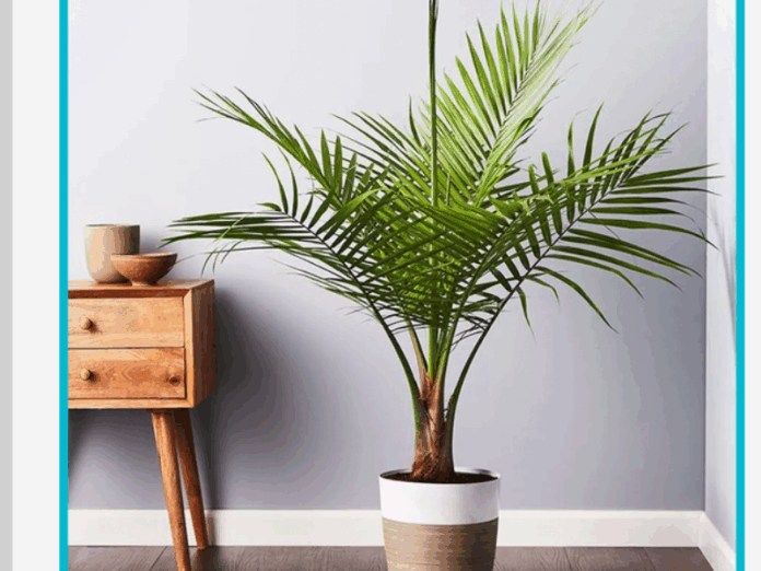 Best Indoor Plants